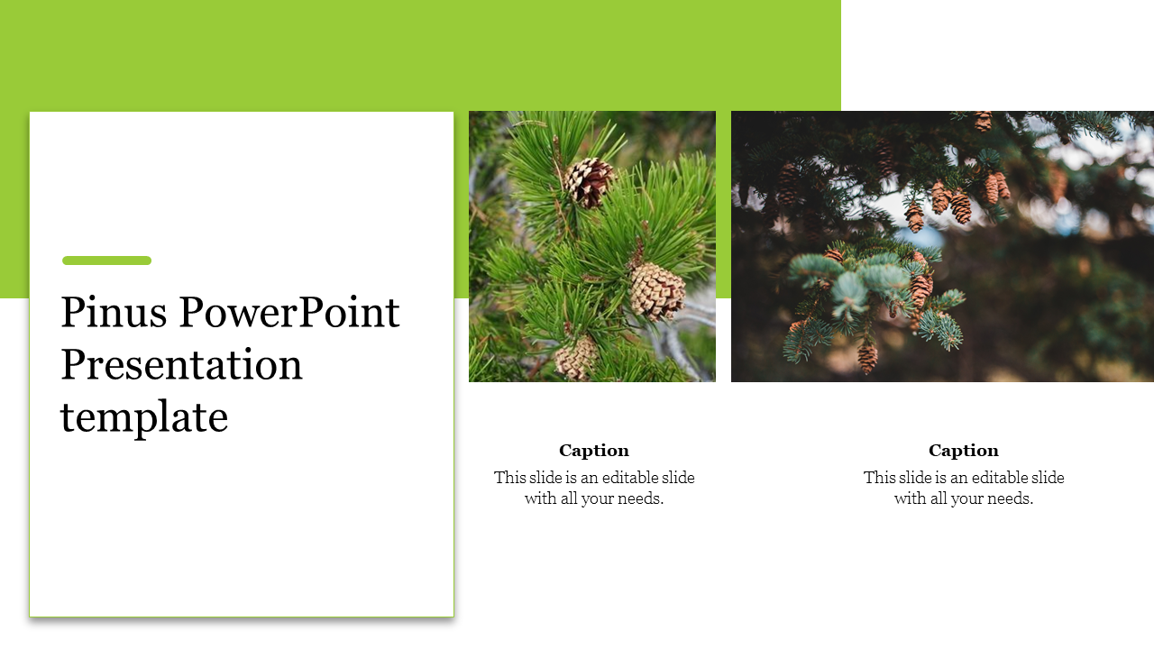 Pinus PowerPoint Presentation template